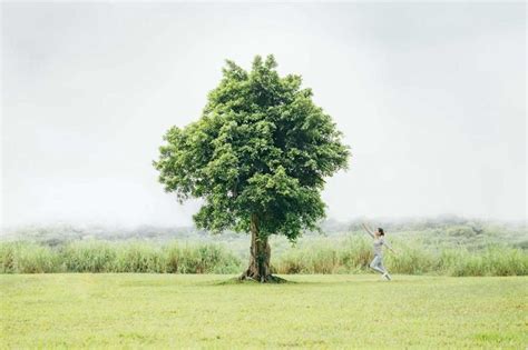 沒有樹葉的樹|50 個種樹帶來的好處： 減少溫室效應、對環境與人更好